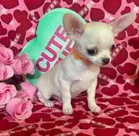 Jag, a male Chihuahua for sale in Ozark, MO – Photo 2 of 6