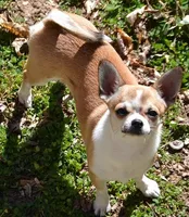 Jag, a male Chihuahua for sale in Ozark, MO – Photo 5 of 6