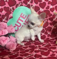 Jag, a male Chihuahua for sale in Ozark, MO – Photo 1 of 6