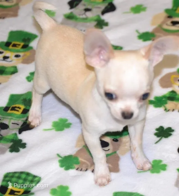 Jag – Chihuahua puppy for sale in Ozark, MO
