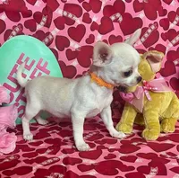 Jag, a male Chihuahua for sale in Ozark, MO – Photo 3 of 6