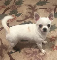 Will E Be Good, a male Chihuahua for sale in Ozark, MO – 6 of 6