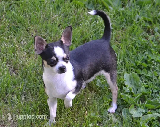 Will E Be Good – Chihuahua puppy for sale in Ozark, MO