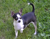 Will E Be Good, a male Chihuahua for sale in Ozark, MO – 1 of 6