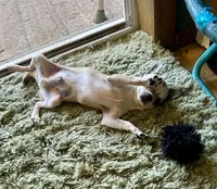 Champ sired Killer, a male Chihuahua for sale in Ozark, MO – 4 of 5
