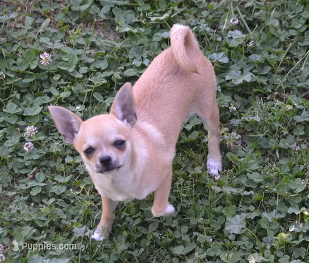 CH Sired Brandi  – Chihuahua puppy for sale in Ozark, MO