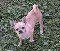 CH Sired Brandi , a female Chihuahua for sale in Ozark, MO – 1 of 6