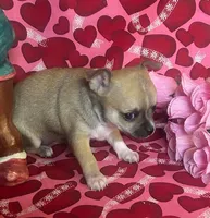 Tootsie, a female Chihuahua for sale in Ozark, MO – Photo 2 of 7