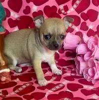 Tootsie, a female Chihuahua for sale in Ozark, MO – Photo 4 of 7