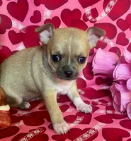 Tootsie, a female Chihuahua for sale in Ozark, MO – Photo 1 of 7