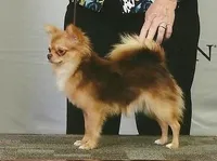 Tootsie, a female Chihuahua for sale in Ozark, MO – Photo 7 of 7