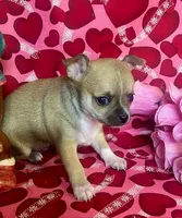 Tootsie, a female Chihuahua for sale in Ozark, MO – Photo 3 of 7