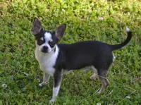 Will E Be Good, a male Chihuahua for sale in Ozark, MO – 4 of 6