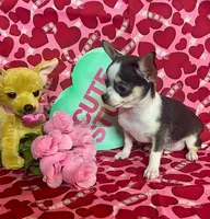 Lil Benz, a male Chihuahua for sale in Ozark, MO – Photo 3 of 6