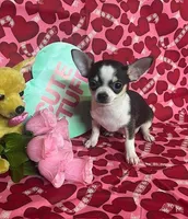 Lil Benz, a male Chihuahua for sale in Ozark, MO – Photo 2 of 6