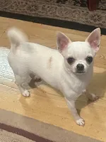 Lil Benz, a male Chihuahua for sale in Ozark, MO – Photo 5 of 6