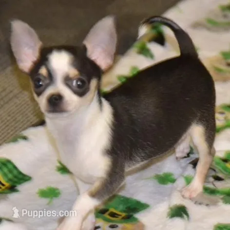 Lil Benz, a male Chihuahua for sale in Ozark, MO – Photo 4 of 5
