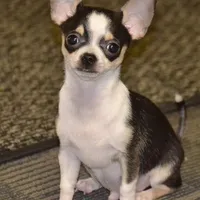 Lil Benz, a male Chihuahua for sale in Ozark, MO – Photo 1 of 5