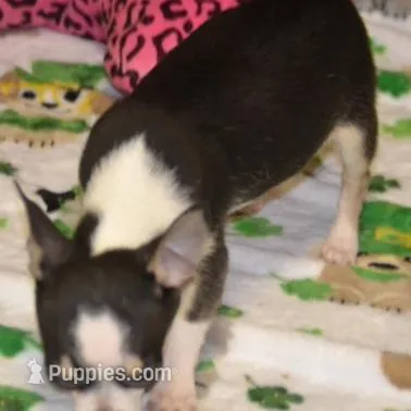 Lil Benz, a male Chihuahua for sale in Ozark, MO – Photo 5 of 5