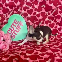 Lil Benz, a male Chihuahua for sale in Ozark, MO – Photo 1 of 6