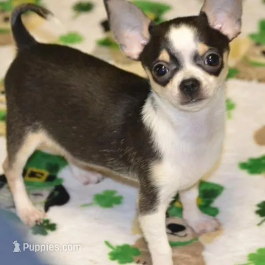 Lil Benz, a male Chihuahua for sale in Ozark, MO – Photo 3 of 5