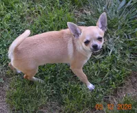 CH Sired Brandi , a female Chihuahua for sale in Ozark, MO – 3 of 6