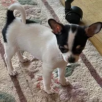 Panda/Pending, a female Chihuahua for sale in Ozark, MO – Photo 3 of 6