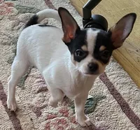 Panda, a female Chihuahua for sale in Ozark, MO – Photo 2 of 3