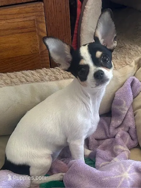 Panda/Pending – Chihuahua puppy for sale in Ozark, MO