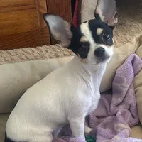 Panda/Pending, a female Chihuahua for sale in Ozark, MO – Photo 1 of 6