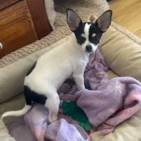 Panda/Pending, a female Chihuahua for sale in Ozark, MO – Photo 2 of 6