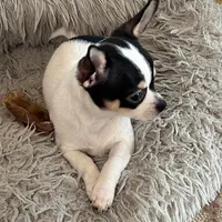 Panda/Pending, a female Chihuahua for sale in Ozark, MO – Photo 4 of 6