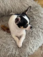 Panda, a female Chihuahua for sale in Ozark, MO – Photo 3 of 3