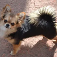 Panda/Pending, a female Chihuahua for sale in Ozark, MO – Photo 6 of 6