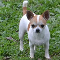 Panda/Pending, a female Chihuahua for sale in Ozark, MO – Photo 5 of 6
