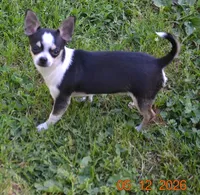Will E Be Good, a male Chihuahua for sale in Ozark, MO – 2 of 6