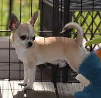 Champ sired Killer, a male Chihuahua for sale in Ozark, MO – 2 of 5