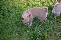 CH Sired Brandi , a female Chihuahua for sale in Ozark, MO – 4 of 6