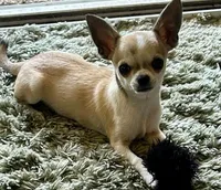 Champ sired Killer, a male Chihuahua for sale in Ozark, MO – 3 of 5