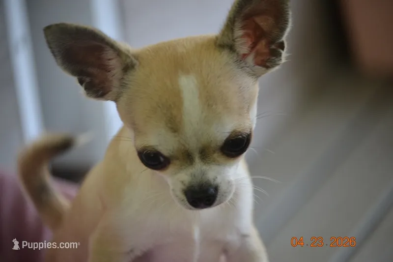 Champ sired Killer – Chihuahua puppy for sale in Ozark, MO