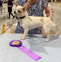 Champ Ditto, a male Chihuahua for sale in Ozark, MO – Photo 1 of 5