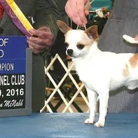 Champ Ditto/pending, a male Chihuahua for sale in Ozark, MO – Photo 5 of 5
