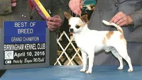 Champ Ditto, a male Chihuahua for sale in Ozark, MO – Photo 5 of 5