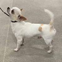 Champ Ditto/pending, a male Chihuahua for sale in Ozark, MO – Photo 4 of 5