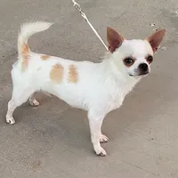 Champ Ditto/pending, a male Chihuahua for sale in Ozark, MO – Photo 1 of 5