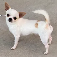 Champ Ditto/pending, a male Chihuahua for sale in Ozark, MO – Photo 3 of 5