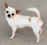 Champ Ditto, a male Chihuahua for sale in Ozark, MO – Photo 2 of 5