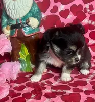 Java Bean, a male Chihuahua for sale in Ozark, MO – Photo 1 of 6