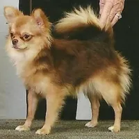 Java Bean/sold, a male Chihuahua for sale in Ozark, MO – Photo 5 of 6