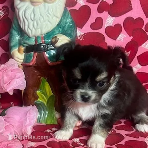 Java Bean, a male Chihuahua for sale in Ozark, MO – Photo 3 of 6